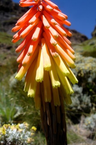 Kniphofia ritualis inflorescence